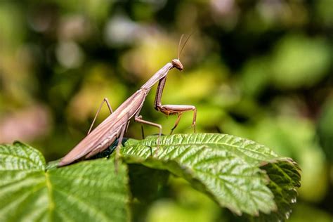  Praying Mantis、夜行性捕食者と鮮やかな変色能力の持ち主！