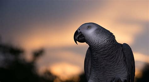  アフリカオウム、空を舞う宝石と夜空の神秘の物語を奏でる鳥！