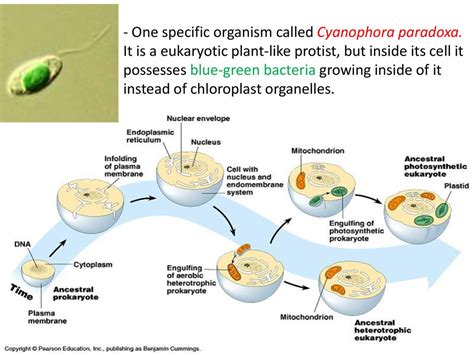  エリオバ・パラドクサ：この単細胞生物はなぜ「パラドックス」と呼ばれているのか？