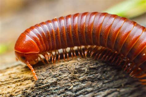  ニワムシは、驚くほど多くの足で地面を這い回る、小さな生物の王国に君臨する奇妙な生き物！