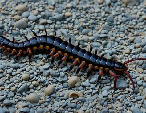  スズメバチムカデ、この驚くべき節足動物は夜行性で毒々しい色彩を誇る！